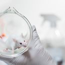 proefdierenonderzoek muis